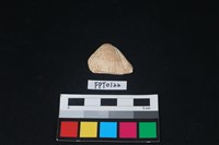 藏品(貝殼)的圖片
