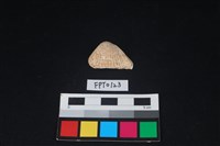 藏品(貝殼)的圖片