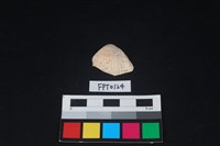 藏品(貝殼)的圖片