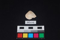 藏品(貝殼)的圖片