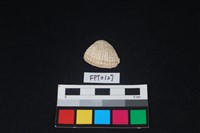 藏品(貝殼)的圖片