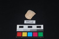 藏品(貝殼)的圖片