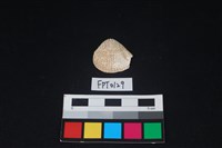 藏品(貝殼)的圖片