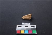 藏品(豬骨)的圖片