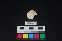 藏品(貝殼)的圖片