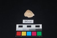 藏品(貝殼)的圖片