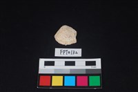 藏品(貝殼)的圖片