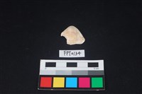 藏品(貝殼)的圖片