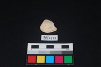 藏品(貝殼)的圖片