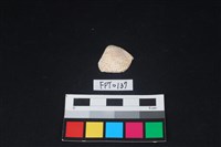 藏品(貝殼)的圖片