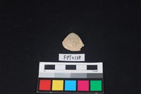 藏品(貝殼)的圖片