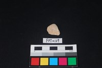 藏品(貝殼)的圖片