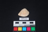 藏品(貝殼)的圖片