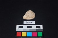 藏品(貝殼)的圖片