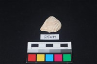 藏品(貝殼)的圖片