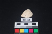 藏品(貝殼)的圖片