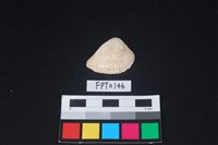 藏品(貝殼)的圖片