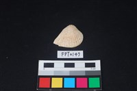 藏品(貝殼)的圖片