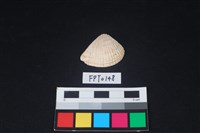 藏品(貝殼)的圖片