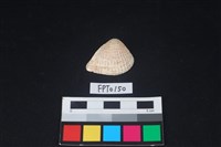 藏品(貝殼)的圖片