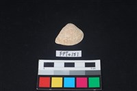 藏品(貝殼)的圖片