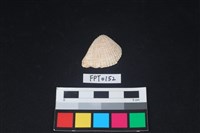 藏品(貝殼)的圖片