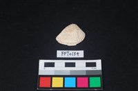 藏品(貝殼)的圖片