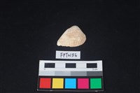 藏品(貝殼)的圖片