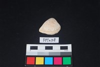 藏品(貝殼)的圖片