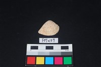 藏品(貝殼)的圖片