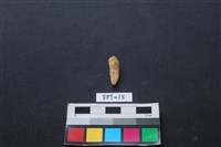 藏品(豬骨)的圖片