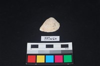 藏品(貝殼)的圖片