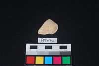 藏品(貝殼)的圖片