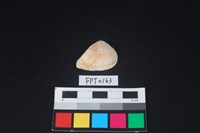 藏品(貝殼)的圖片