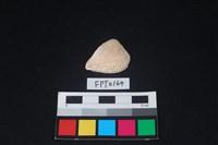 藏品(貝殼)的圖片