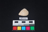 藏品(貝殼)的圖片