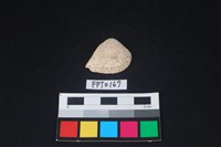 藏品(貝殼)的圖片