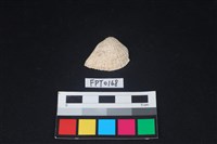 藏品(貝殼)的圖片