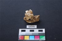 藏品(鹿骨)的圖片