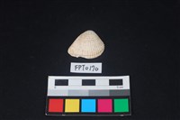 藏品(貝殼)的圖片