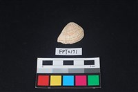 藏品(貝殼)的圖片