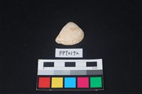 藏品(貝殼)的圖片