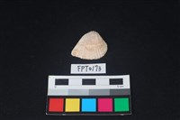 藏品(貝殼)的圖片