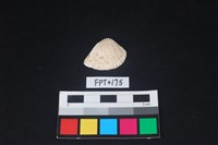 藏品(貝殼)的圖片