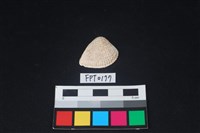 藏品(貝殼)的圖片