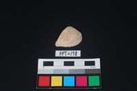 藏品(貝殼)的圖片