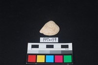 藏品(貝殼)的圖片