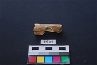 藏品(鹿骨)的圖片