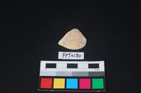 藏品(貝殼)的圖片