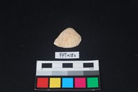 藏品(貝殼)的圖片